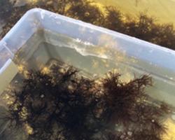 Close up of Gracilaria being harvested